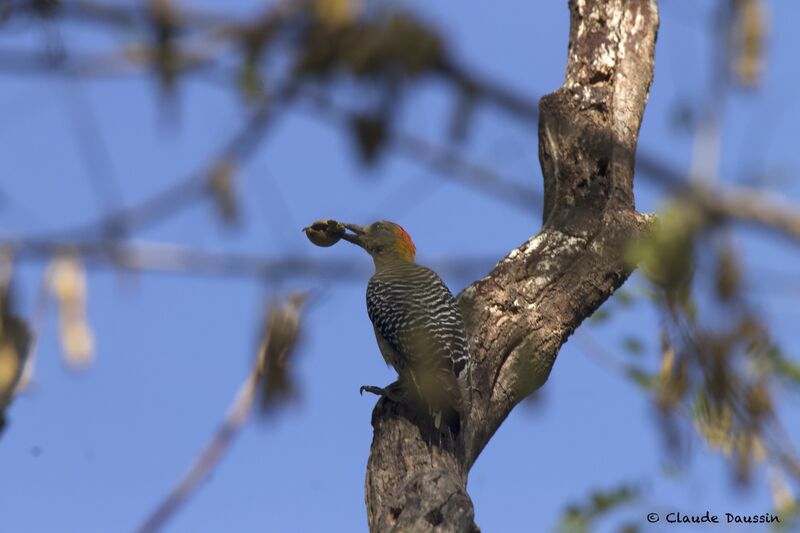 Hoffmann's Woodpecker male adult, eats