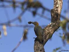 Hoffmann's Woodpecker