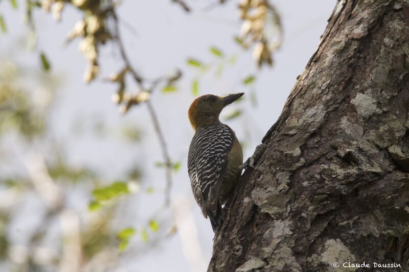 Hoffmann's Woodpecker male adult