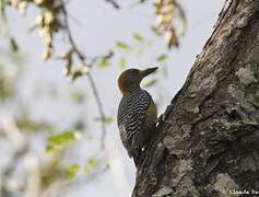 Hoffmann's Woodpecker