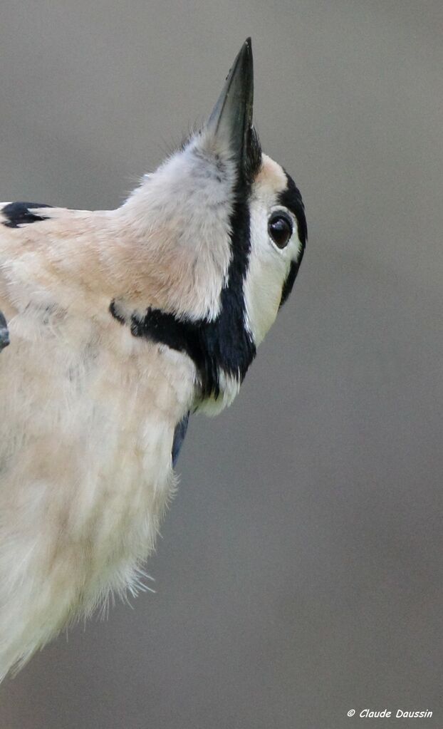 Great Spotted Woodpecker