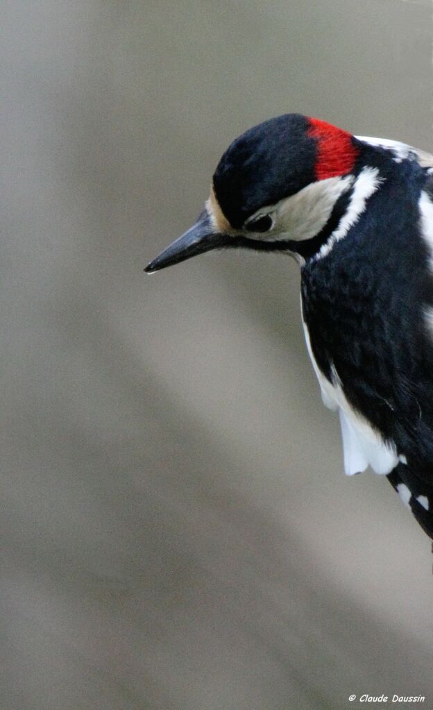 Great Spotted Woodpecker