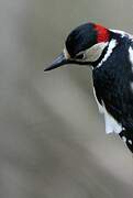 Great Spotted Woodpecker