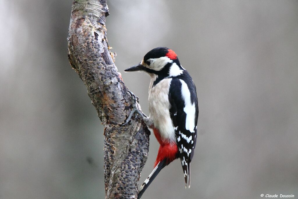 Great Spotted Woodpecker