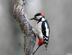 Great Spotted Woodpecker