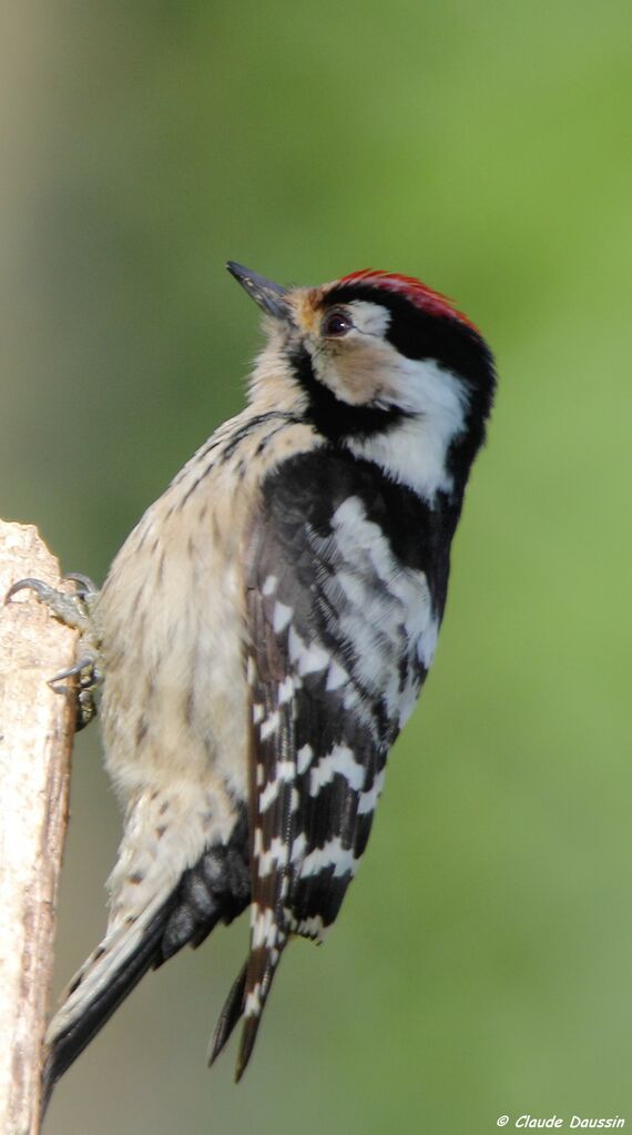 Lesser Spotted Woodpecker