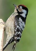 Lesser Spotted Woodpecker