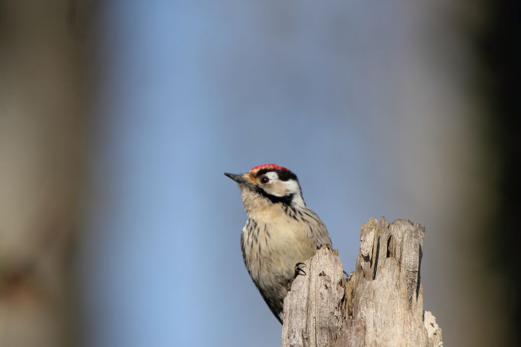 Lesser Spotted Woodpecker male adult