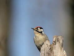 Lesser Spotted Woodpecker