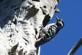 Lesser Spotted Woodpecker