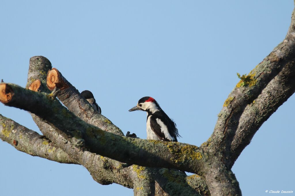 Syrian Woodpecker