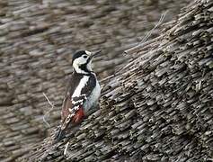 Syrian Woodpecker