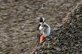 Syrian Woodpecker