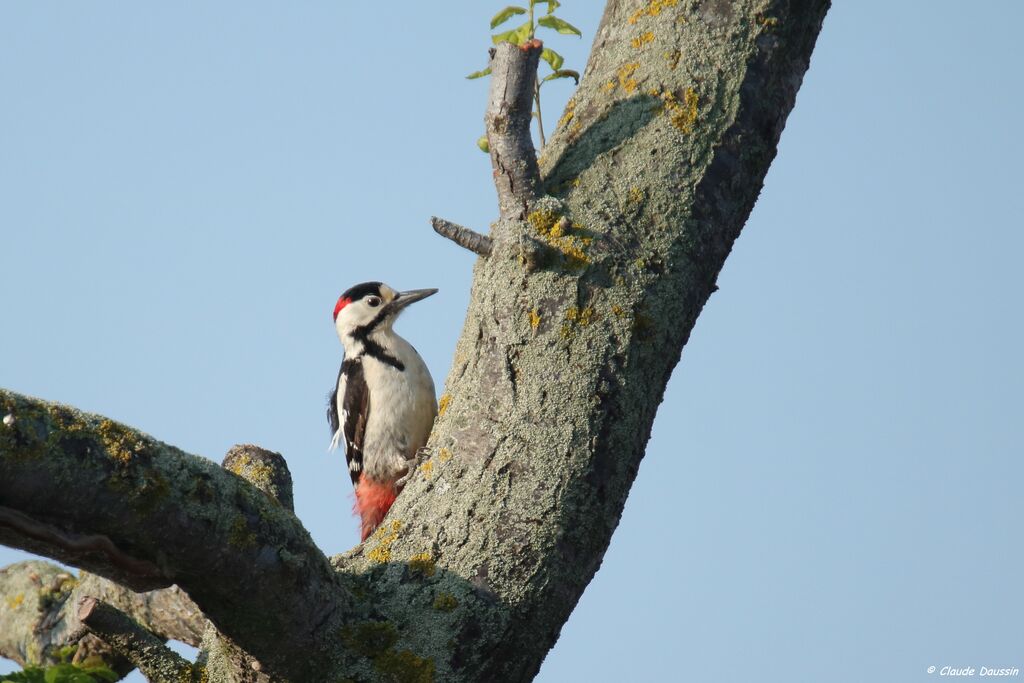 Syrian Woodpecker