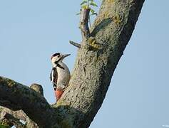 Syrian Woodpecker