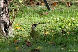 European Green Woodpecker