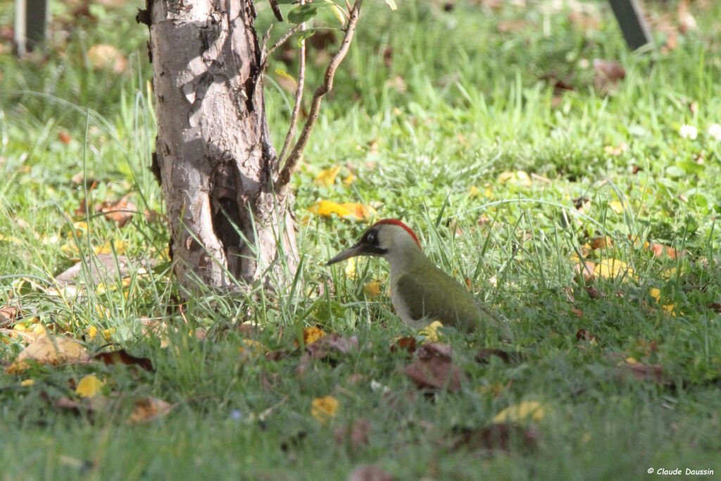 European Green Woodpecker