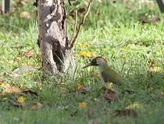 European Green Woodpecker