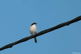 Lesser Grey Shrike