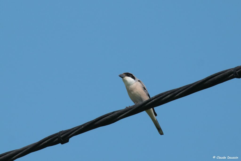 Lesser Grey Shrike