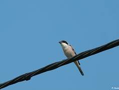 Lesser Grey Shrike