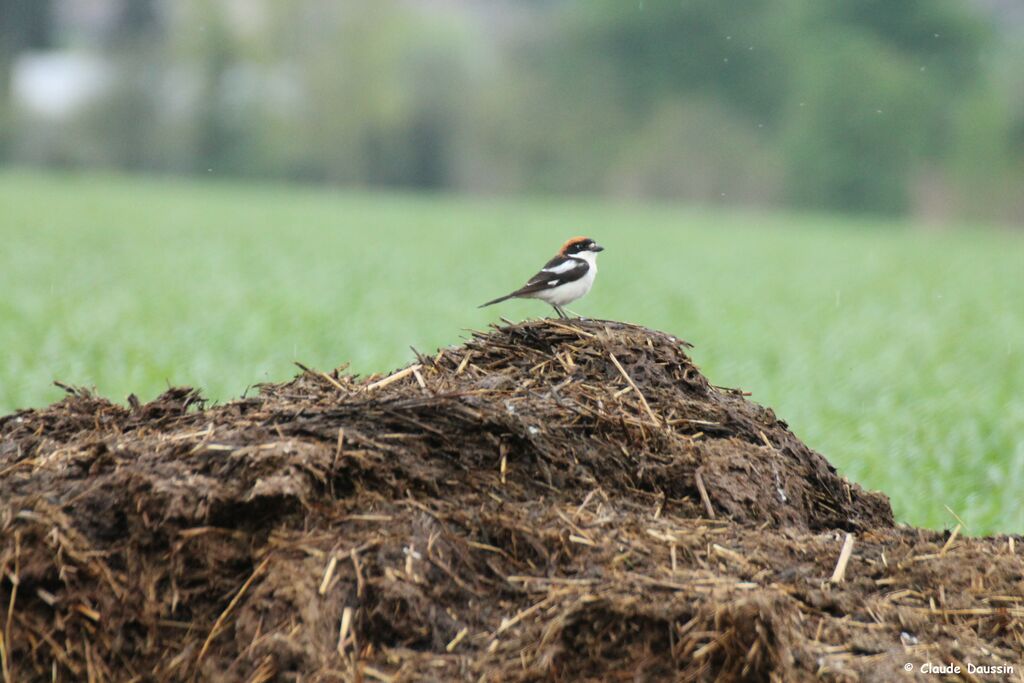 Woodchat Shrike