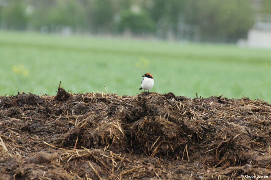 Woodchat Shrike