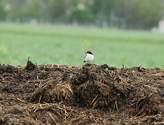 Woodchat Shrike