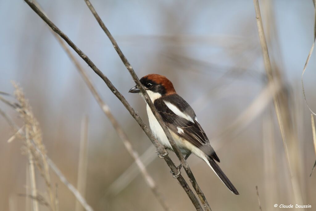 Woodchat Shrike