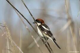 Woodchat Shrike