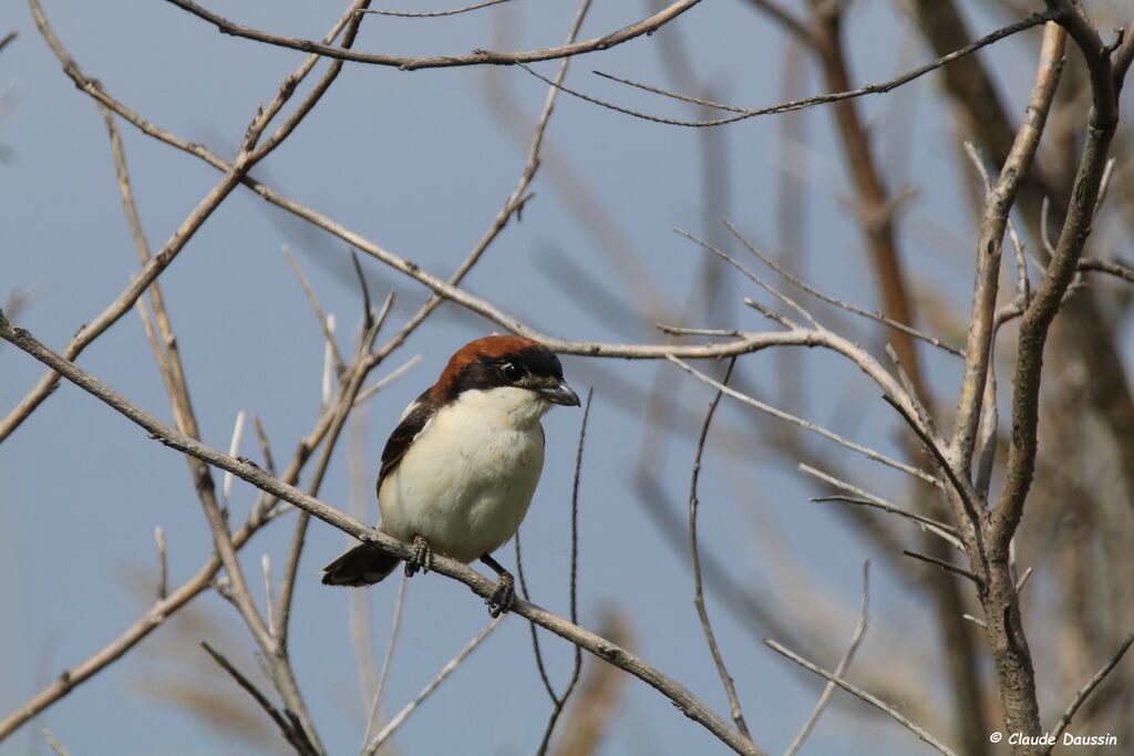 Woodchat Shrike