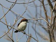 Woodchat Shrike