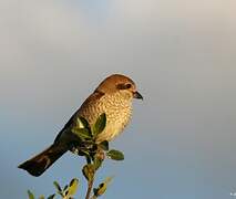 Red-backed Shrike