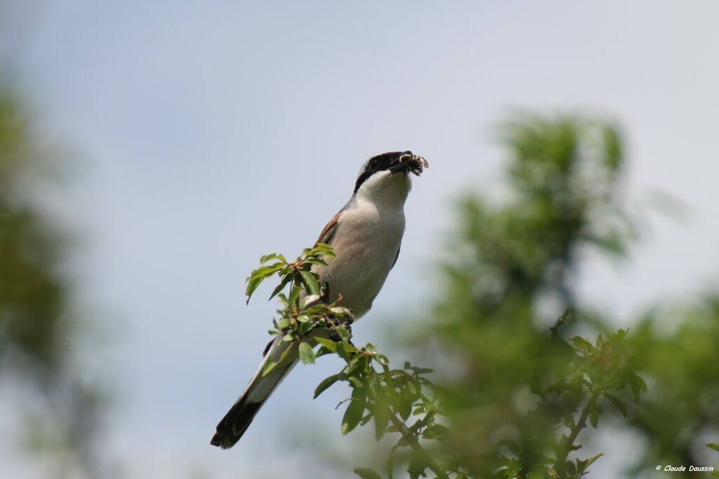 Red-backed Shrike