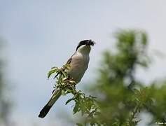 Red-backed Shrike