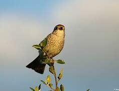 Red-backed Shrike