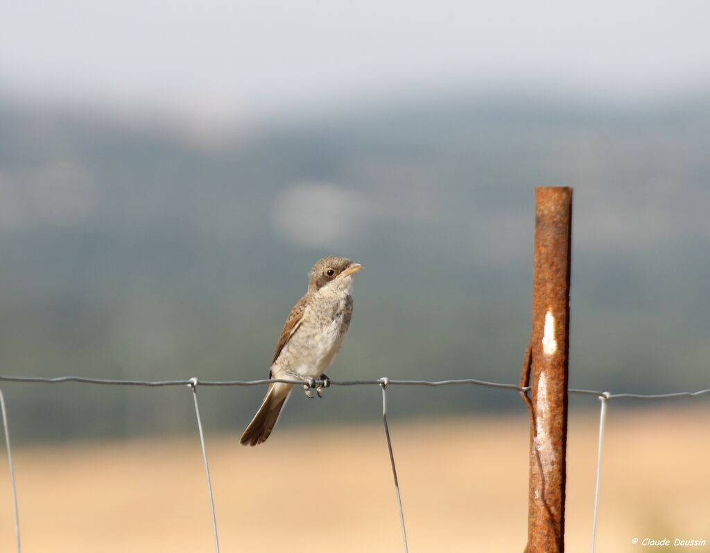 Red-backed Shrike