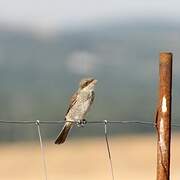 Red-backed Shrike