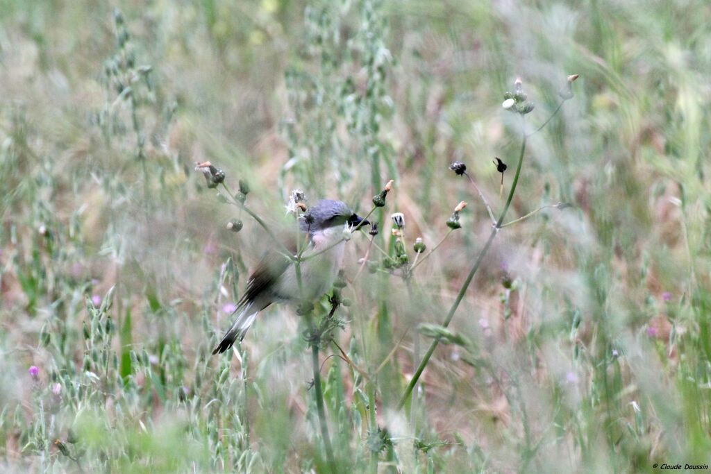 Red-backed Shrike