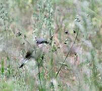 Red-backed Shrike