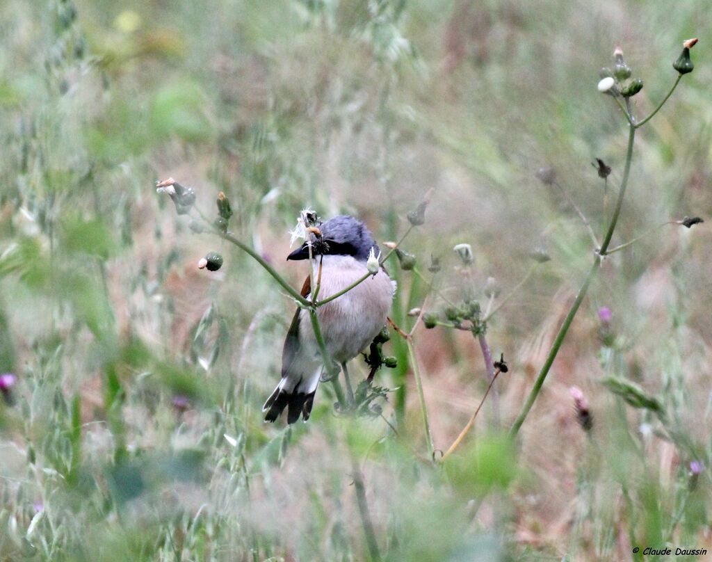 Red-backed Shrike