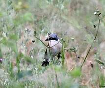 Red-backed Shrike