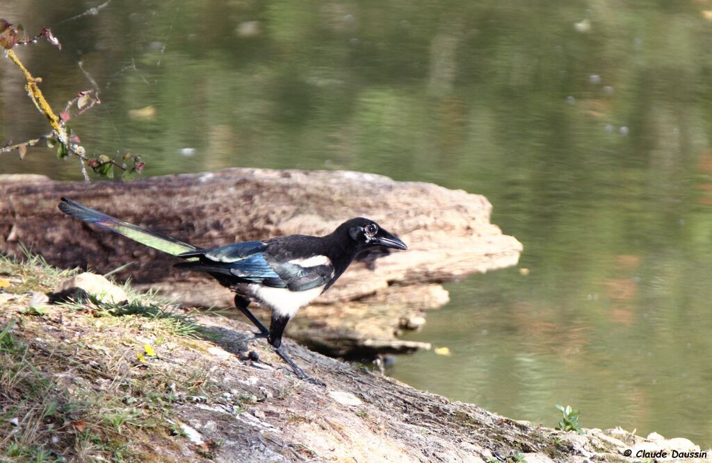 Eurasian Magpie