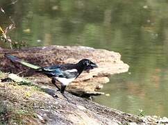 Eurasian Magpie