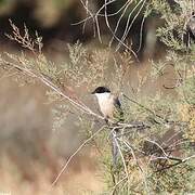 Iberian Magpie