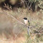 Iberian Magpie