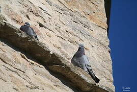 Rock Dove