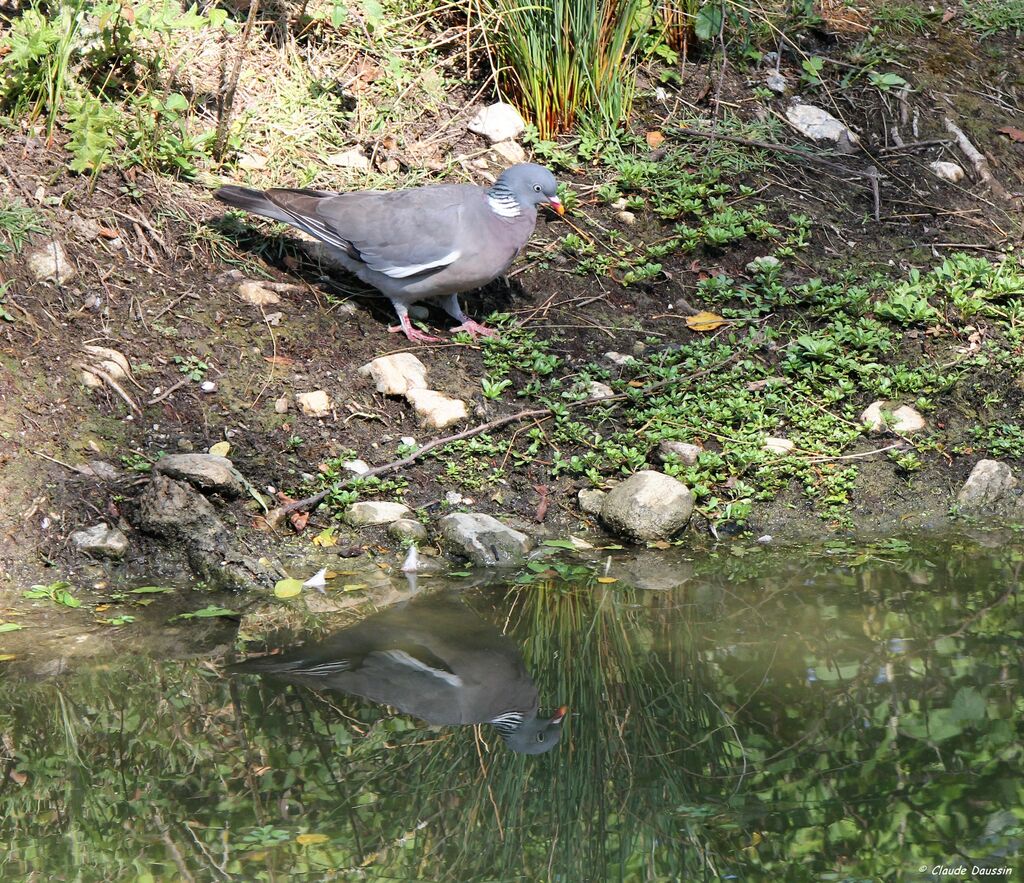 Common Wood Pigeon