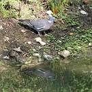 Pigeon ramier