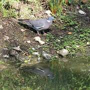 Common Wood Pigeon